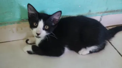 Gato raça SRD-ViraLata idade 2 a 6 meses nome Frajola 