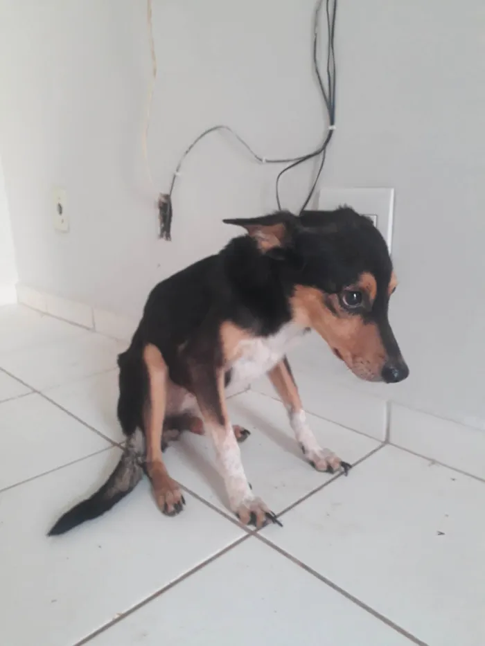 Cachorro ra a SRD-ViraLata idade 5 anos nome Luna