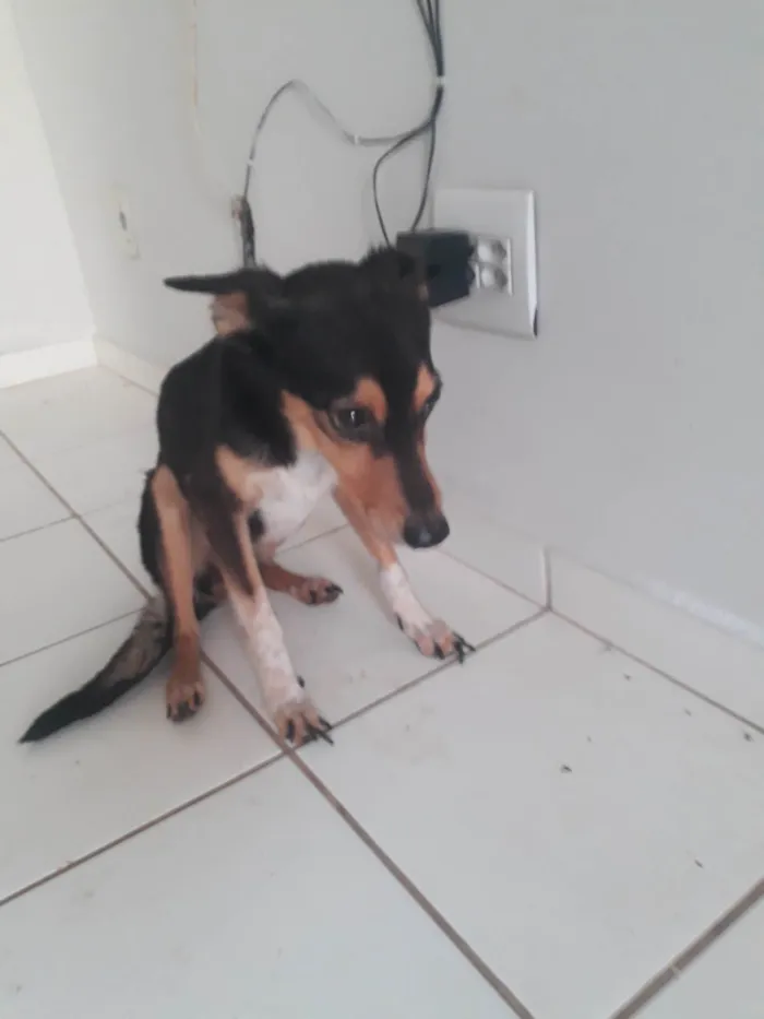 Cachorro ra a SRD-ViraLata idade 5 anos nome Luna