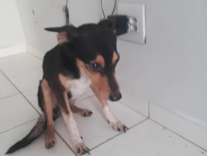 Cachorro raça SRD-ViraLata idade 5 anos nome Luna