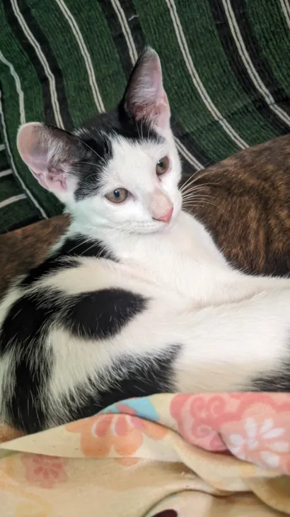 Gato raça SRD-ViraLata idade 2 a 6 meses nome Nala