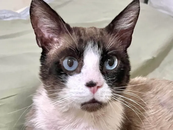 Gato ra a SRD-ViraLata idade 1 ano nome Fabrício 