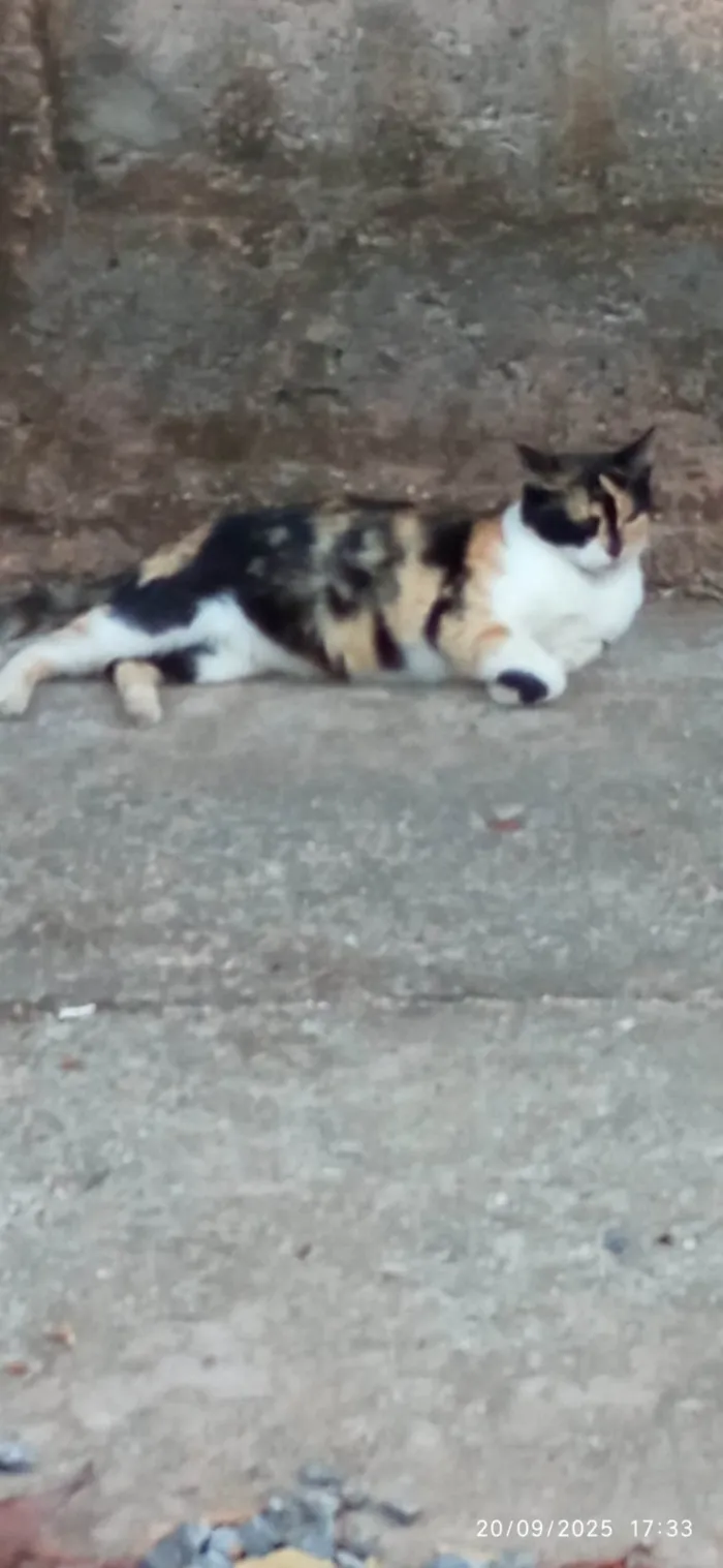 Gato ra a SRD-ViraLata idade 2 anos nome Mariazinha 