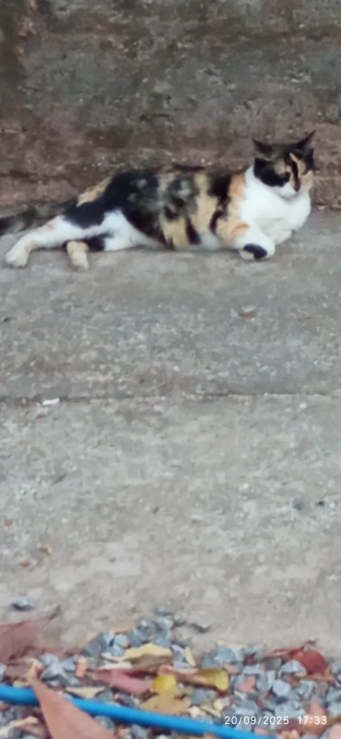 Gato ra a SRD-ViraLata idade 2 anos nome Mariazinha 