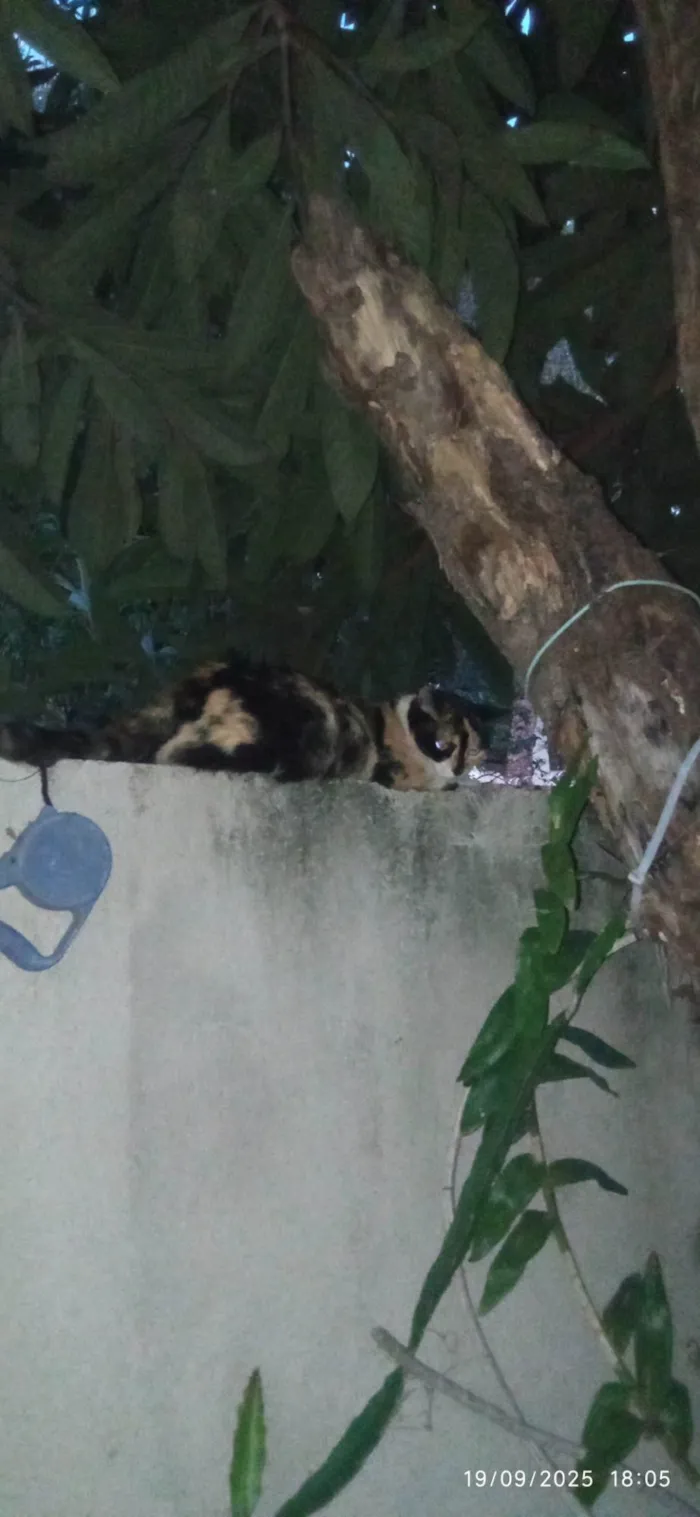 Gato ra a SRD-ViraLata idade 2 anos nome Mariazinha 