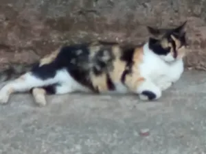 Gato raça SRD-ViraLata idade 2 anos nome Mariazinha 