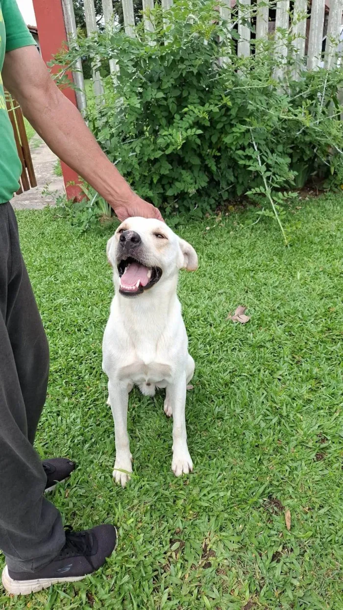 Cachorro ra a SRD-ViraLata idade 2 a 6 meses nome Bianco