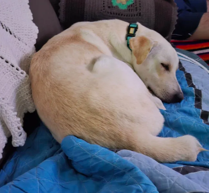 Cachorro ra a SRD-ViraLata idade 2 a 6 meses nome Bianco
