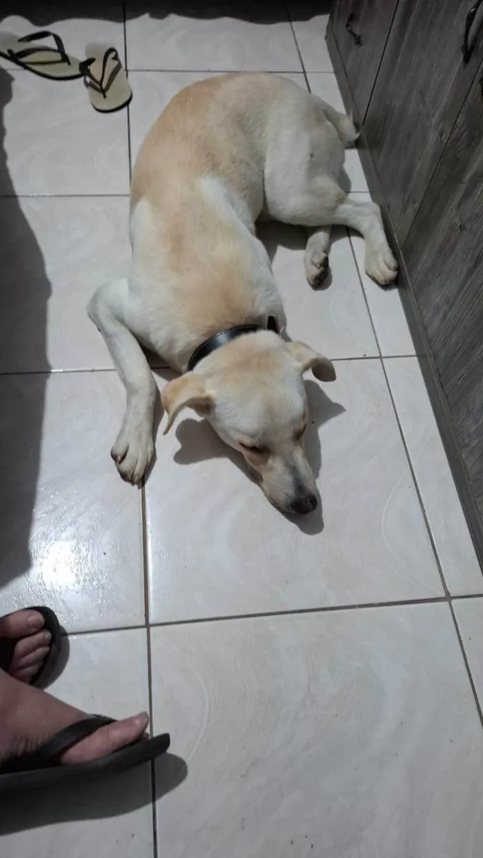 Cachorro ra a SRD-ViraLata idade 2 a 6 meses nome Bianco
