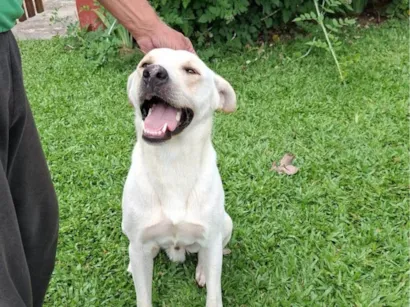 Cachorro raça SRD-ViraLata idade 2 a 6 meses nome Bianco