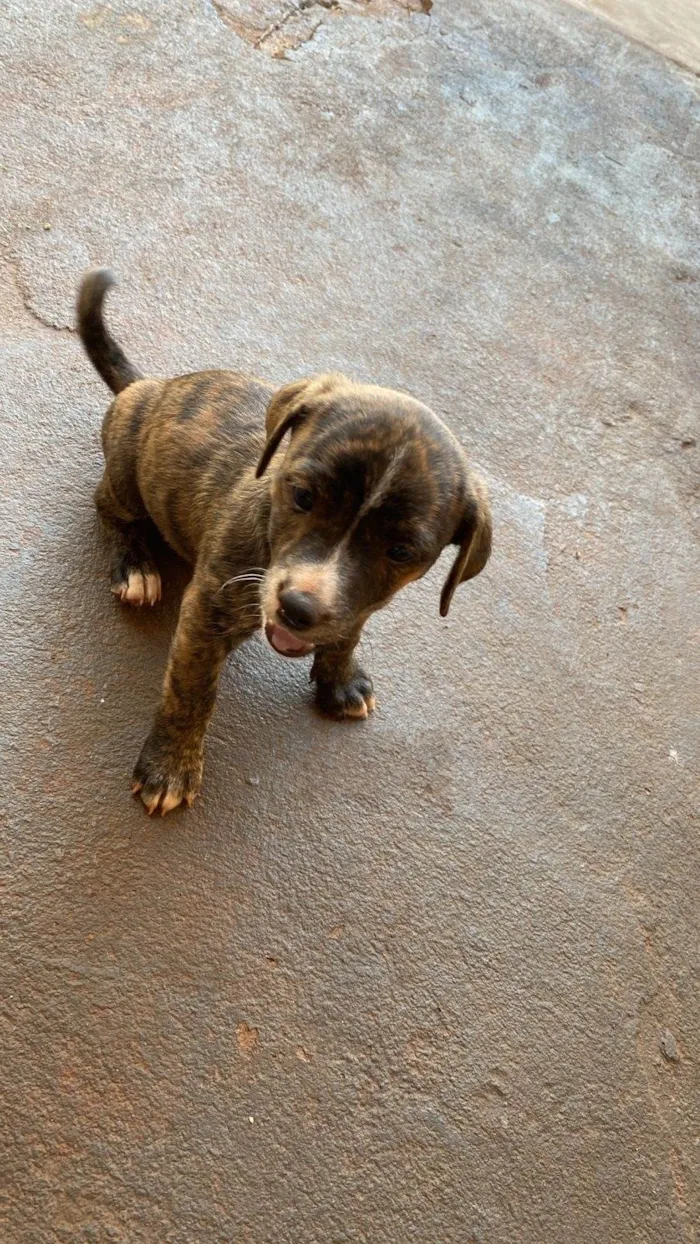 Cachorro ra a SRD-ViraLata idade 2 a 6 meses nome Maiza