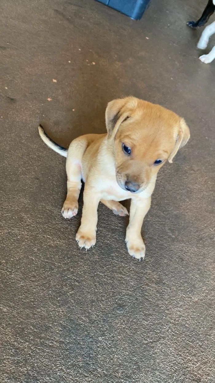 Cachorro ra a SRD-ViraLata idade 2 a 6 meses nome Maiza