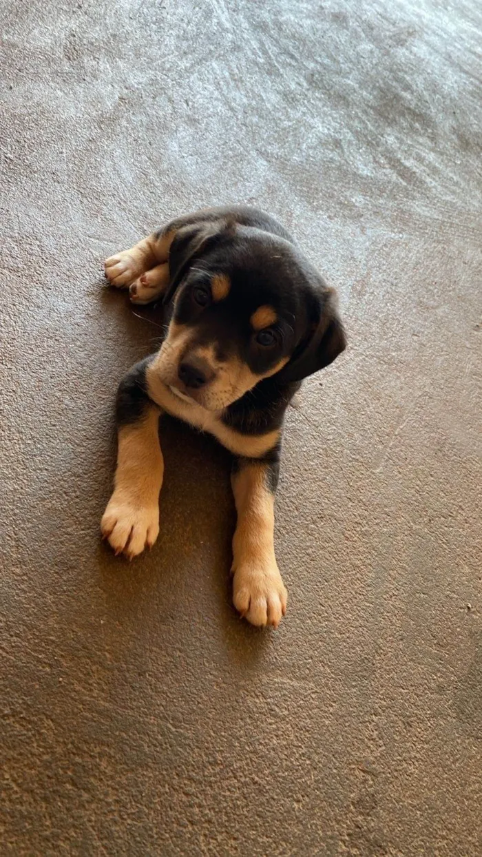Cachorro ra a SRD-ViraLata idade 2 a 6 meses nome Maiza
