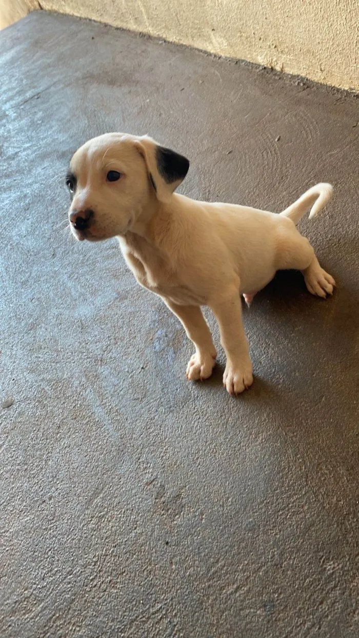 Cachorro ra a SRD-ViraLata idade 2 a 6 meses nome Maiza
