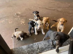 Cachorro raça SRD-ViraLata idade 2 a 6 meses nome Maiza