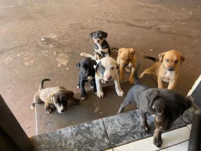 Cachorro raça SRD-ViraLata idade 2 a 6 meses nome Maiza