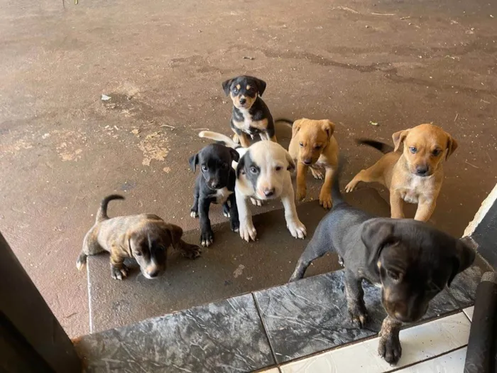 Cachorro ra a SRD-ViraLata idade 2 a 6 meses nome Maiza