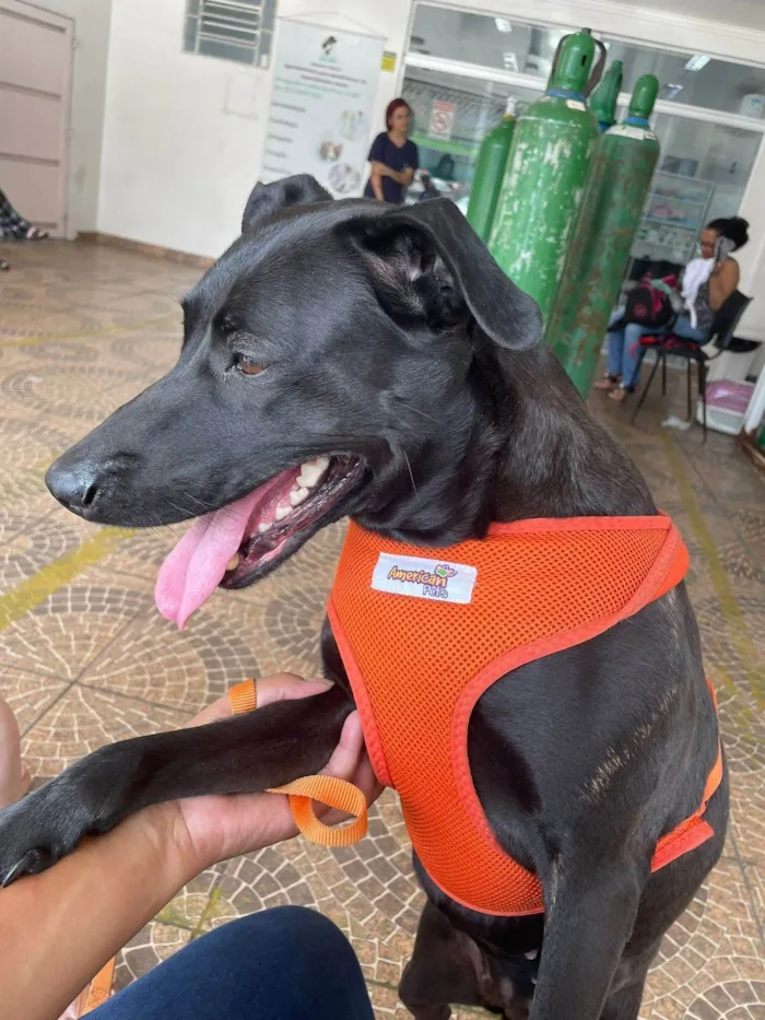 Cachorro ra a SRD-ViraLata idade 5 anos nome Mag