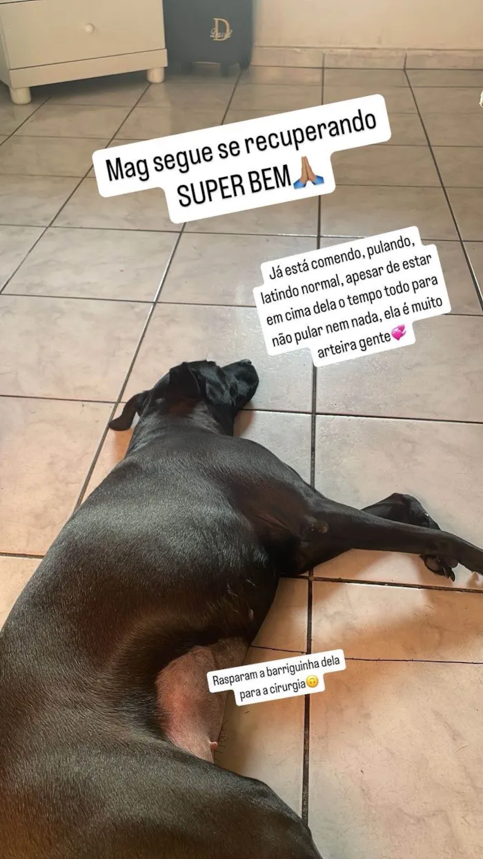 Cachorro ra a SRD-ViraLata idade 5 anos nome Mag