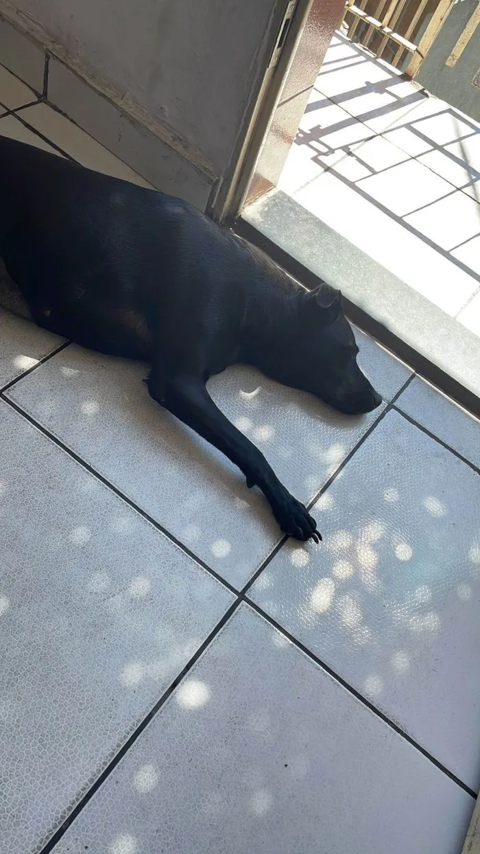 Cachorro ra a SRD-ViraLata idade 5 anos nome Mag