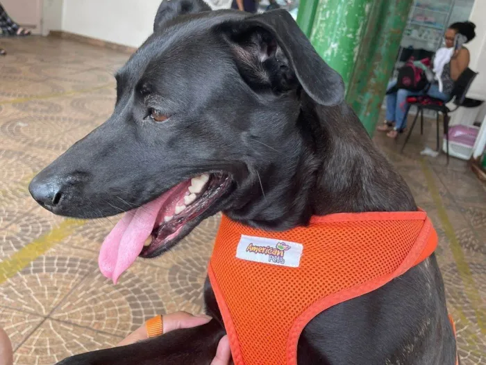 Cachorro ra a SRD-ViraLata idade 5 anos nome Mag