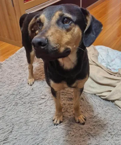 Cachorro raça SRD-ViraLata idade 3 anos nome Sem nome