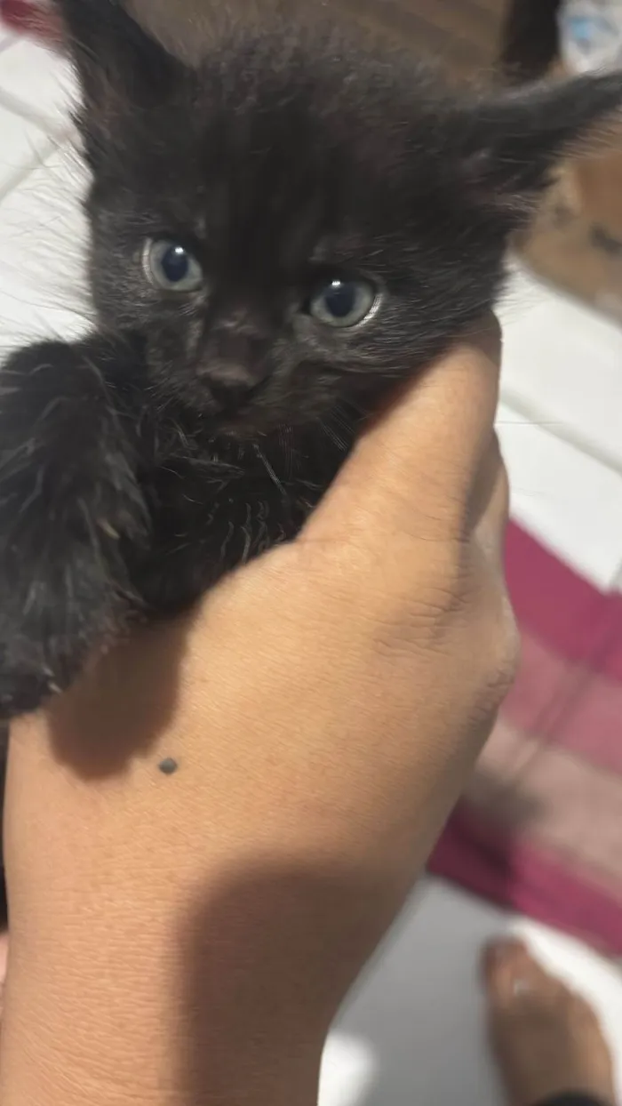 Gato ra a SRD-ViraLata idade Abaixo de 2 meses nome Helena