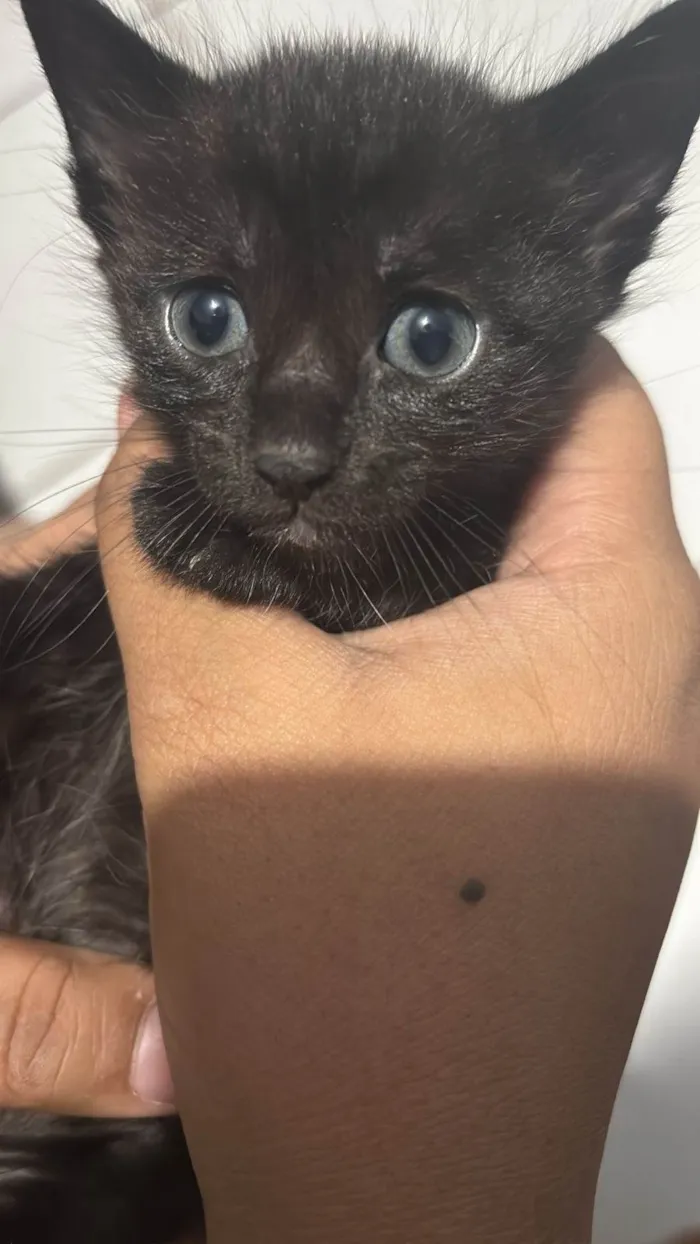 Gato ra a SRD-ViraLata idade Abaixo de 2 meses nome Helena