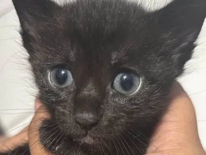 Gato raça SRD-ViraLata idade Abaixo de 2 meses nome Helena