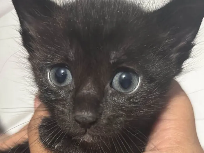Gato ra a SRD-ViraLata idade Abaixo de 2 meses nome Helena
