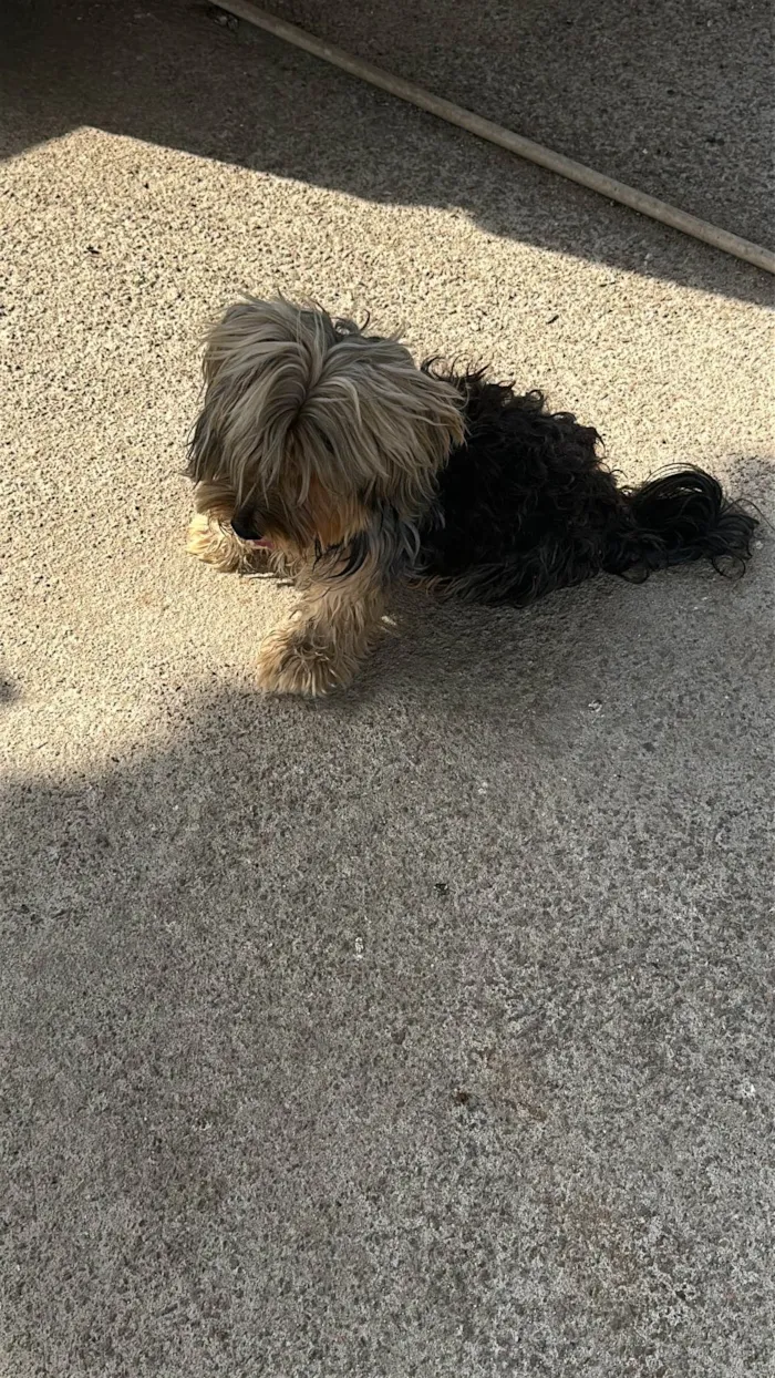 Cachorro ra a Yorkshire idade 5 anos nome Bob 