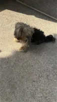 Bob