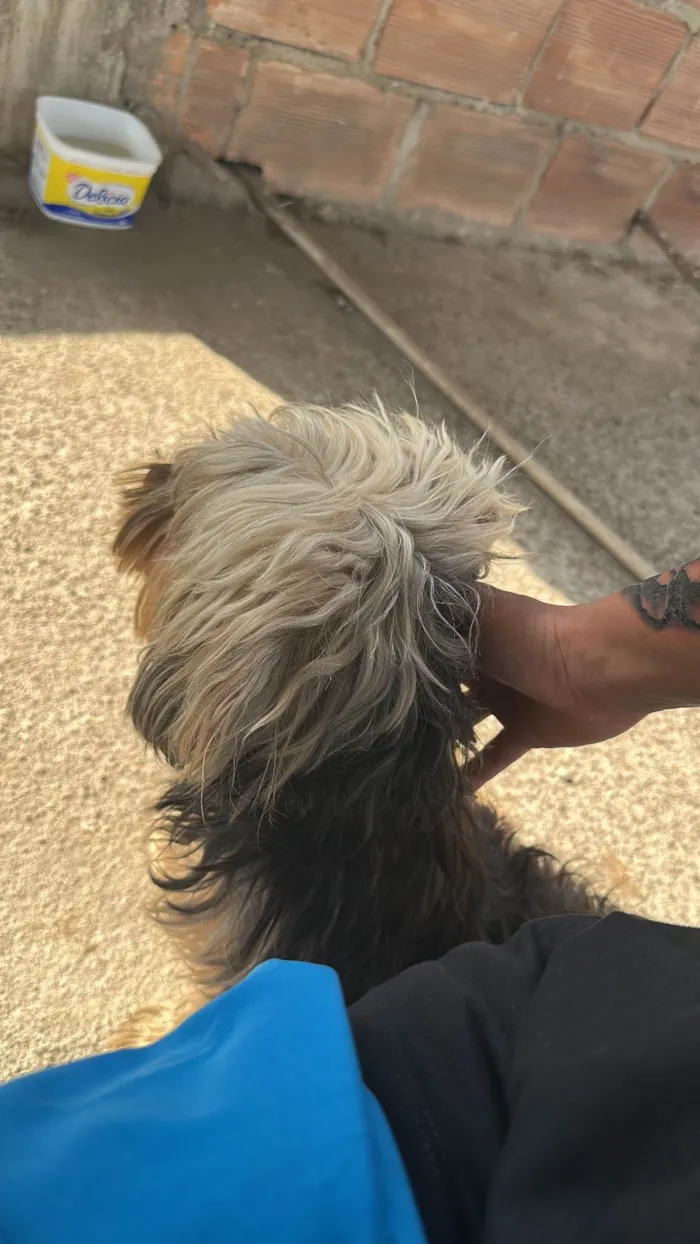 Cachorro ra a Yorkshire idade 5 anos nome Bob 