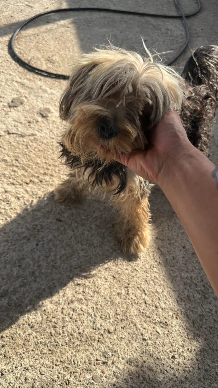 Cachorro ra a Yorkshire idade 5 anos nome Bob 