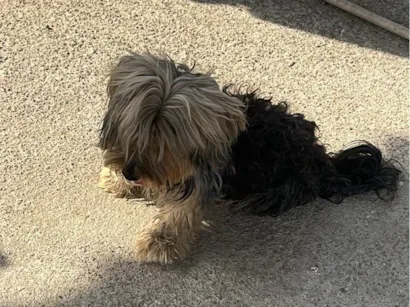 Cachorro raça Yorkshire idade 5 anos nome Bob 