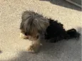 Bob