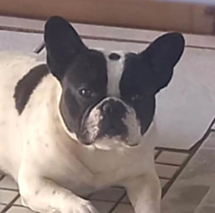 Cachorro ra a Bulldog idade 1 ano nome Thor 
