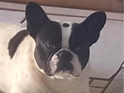 Cachorro raça Bulldog idade 1 ano nome Thor 