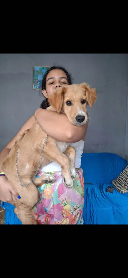 Cachorro raça SRD-ViraLata idade 1 ano nome Apollo