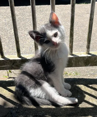 Gato raça Siamês idade 2 a 6 meses nome Ariane 