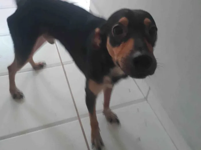 Cachorro ra a SRD-ViraLata idade 1 ano nome Seu Madruga 
