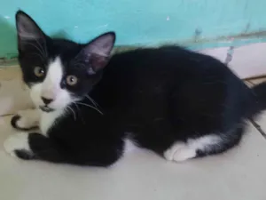 Gato raça SRD-ViraLata idade 2 a 6 meses nome Frajola 