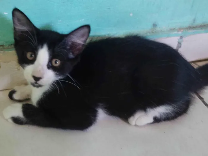 Gato ra a SRD-ViraLata idade 2 a 6 meses nome Frajola 