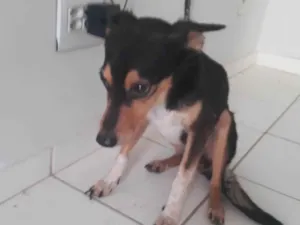 Cachorro raça SRD-ViraLata idade 5 anos nome Luna