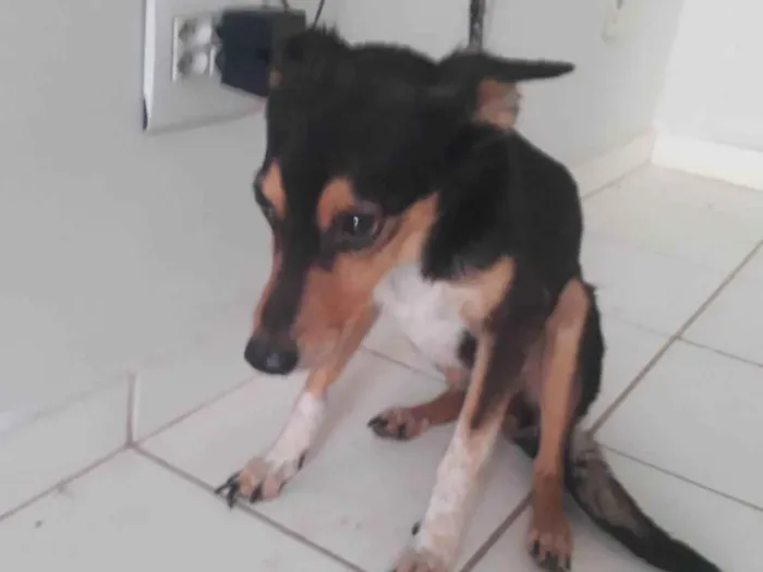 Cachorro ra a SRD-ViraLata idade 5 anos nome Luna