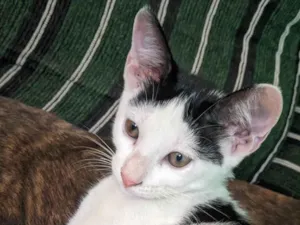 Gato raça SRD-ViraLata idade 2 a 6 meses nome Nala