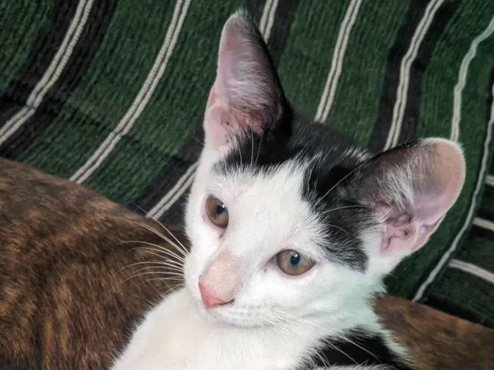 Gato ra a SRD-ViraLata idade 2 a 6 meses nome Nala