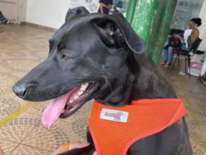Cachorro raça SRD-ViraLata idade 5 anos nome Mag