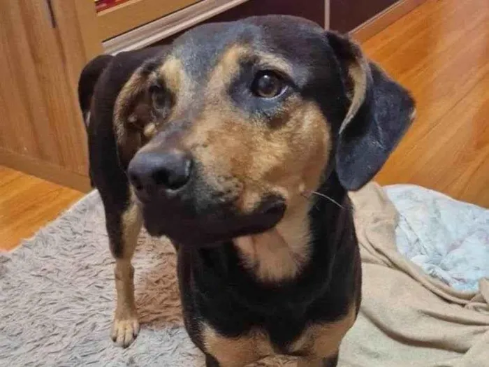 Cachorro ra a SRD-ViraLata idade 3 anos nome Sem nome