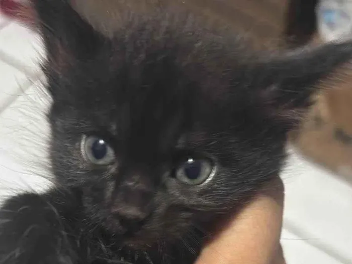 Gato ra a SRD-ViraLata idade Abaixo de 2 meses nome Helena